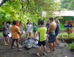 Schildkröten-in-Costa-Rica-1